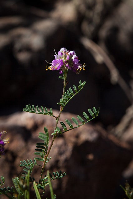 Silver Prairie Clover