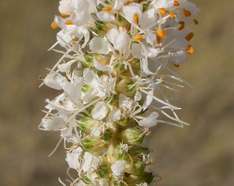 White Prairie-Clover