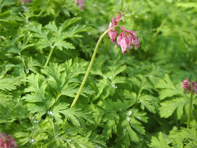 Pacific Bleedinghearts