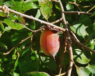 Common Persimmon