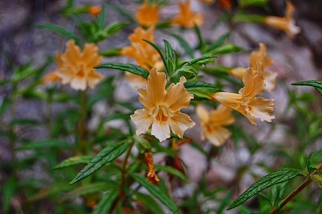 Orange Bush-Monkey-Flower