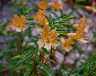 Orange Bush-Monkey-Flower