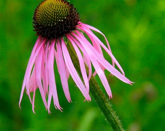 Pale Purple-Coneflower
