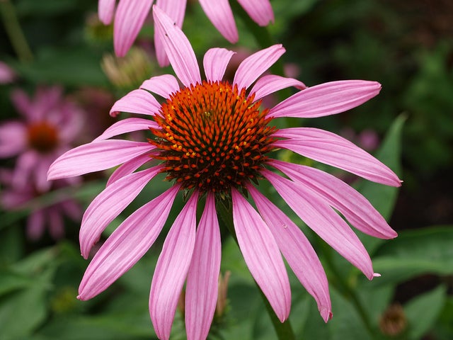 Eastern Purple-Coneflower