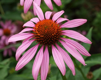 Eastern Purple-Coneflower
