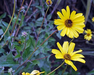 Bush Sunflower