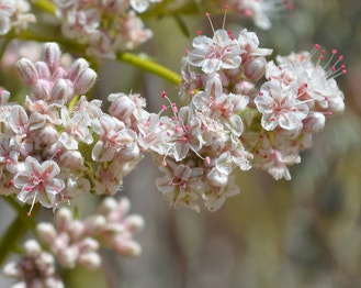 Eastern Mojave Wild Buckwheat