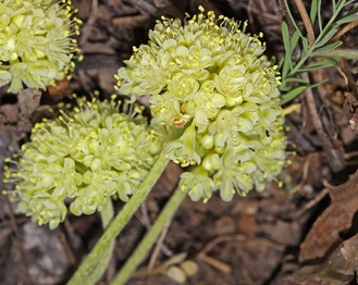 Sulphur-Flower Wild Buckwheat