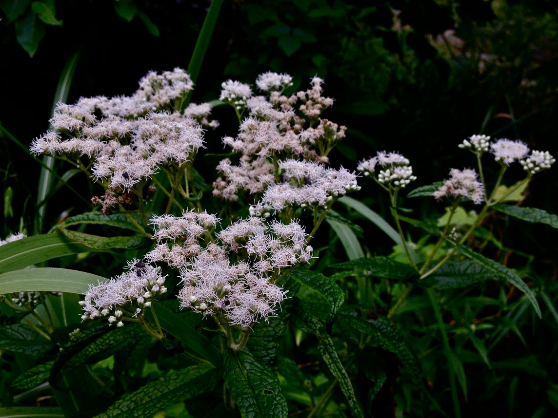 Native Boneset Common Boneset | Audubon