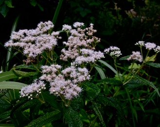 Common Boneset