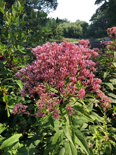 Coastal-Plain Trumpetweed