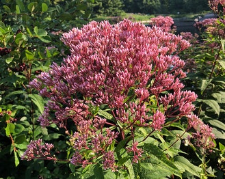 Coastal-Plain Trumpetweed