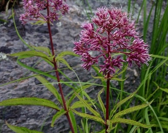 Trumpetweed