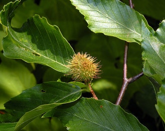 American Beech