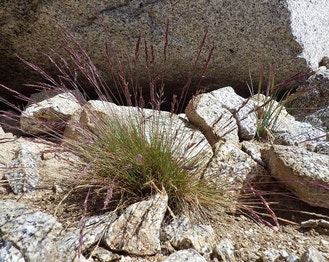 Bluebunch Fescue