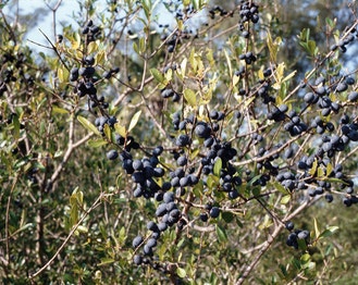 Florida Swamp-Privet