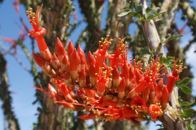 Ocotillo
