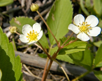 Virginia Strawberry