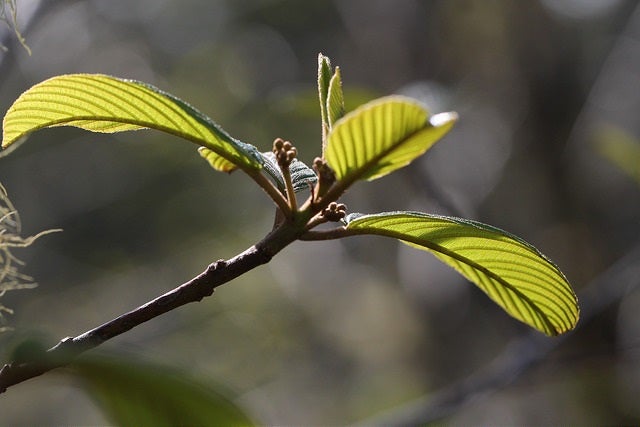 Cascara False Buckthorn