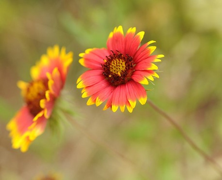Firewheel Sapling Firewheel | Audubon