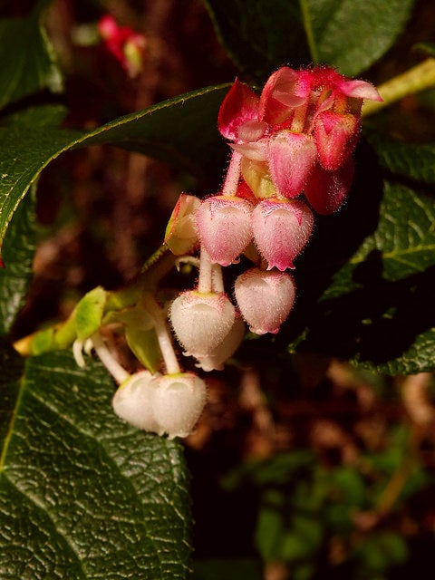 Salal