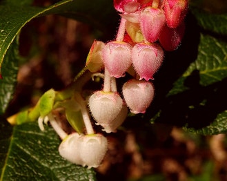 Salal