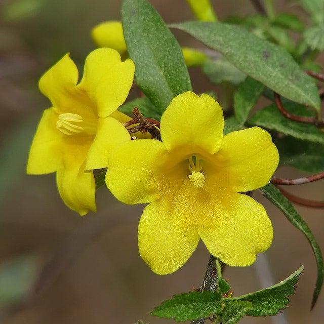 Yellow Jessamine