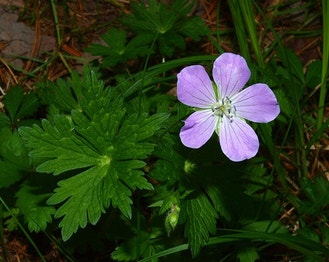 Spotted Crane's-Bill