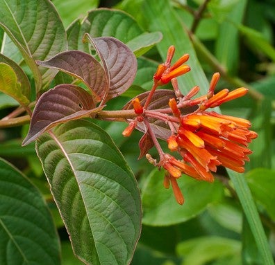 Hamelia patens, Scarletbush
