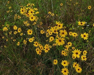 Swamp Sunflower