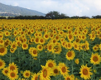 Common Sunflower