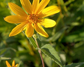 Woodland Sunflower