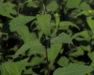 Whiskered Sunflower