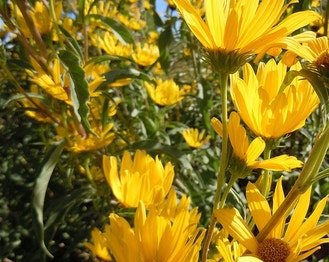 Maximilian Sunflower