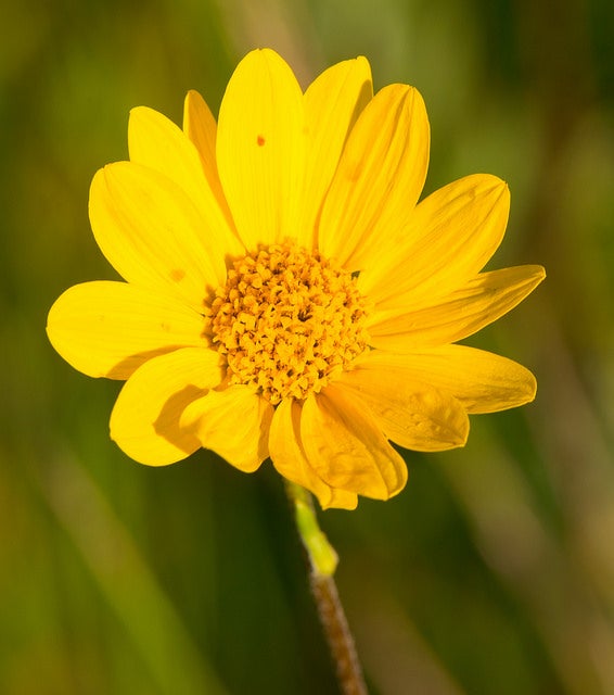 Few-Leaf Sunflower