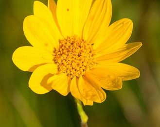 Few-Leaf Sunflower