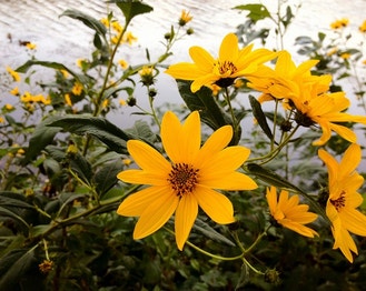 Jerusalem-Artichoke