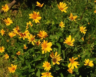 Smooth Oxeye