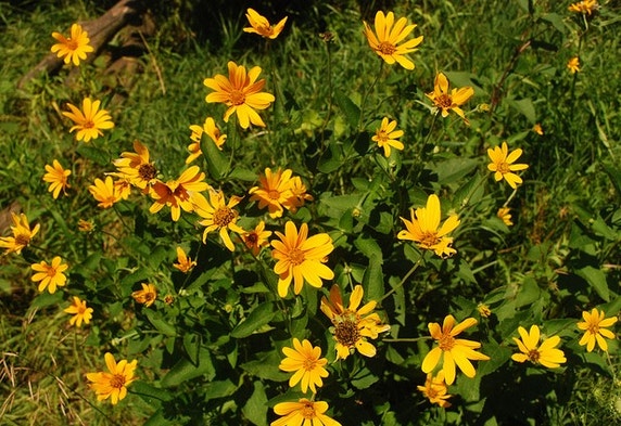 Fragrant Oxeye Smooth Oxeye | Audubon