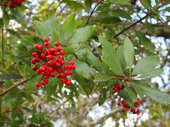 California-Christmas-Berry