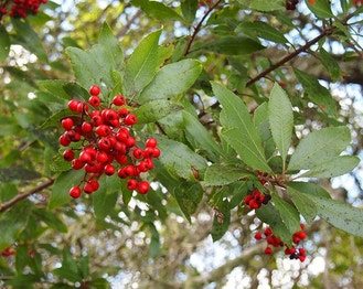California-Christmas-Berry