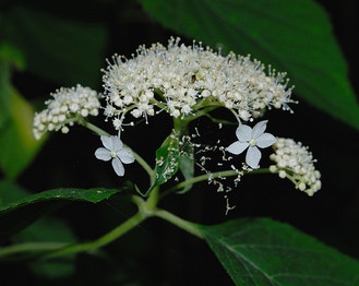 Wild Hydrangea