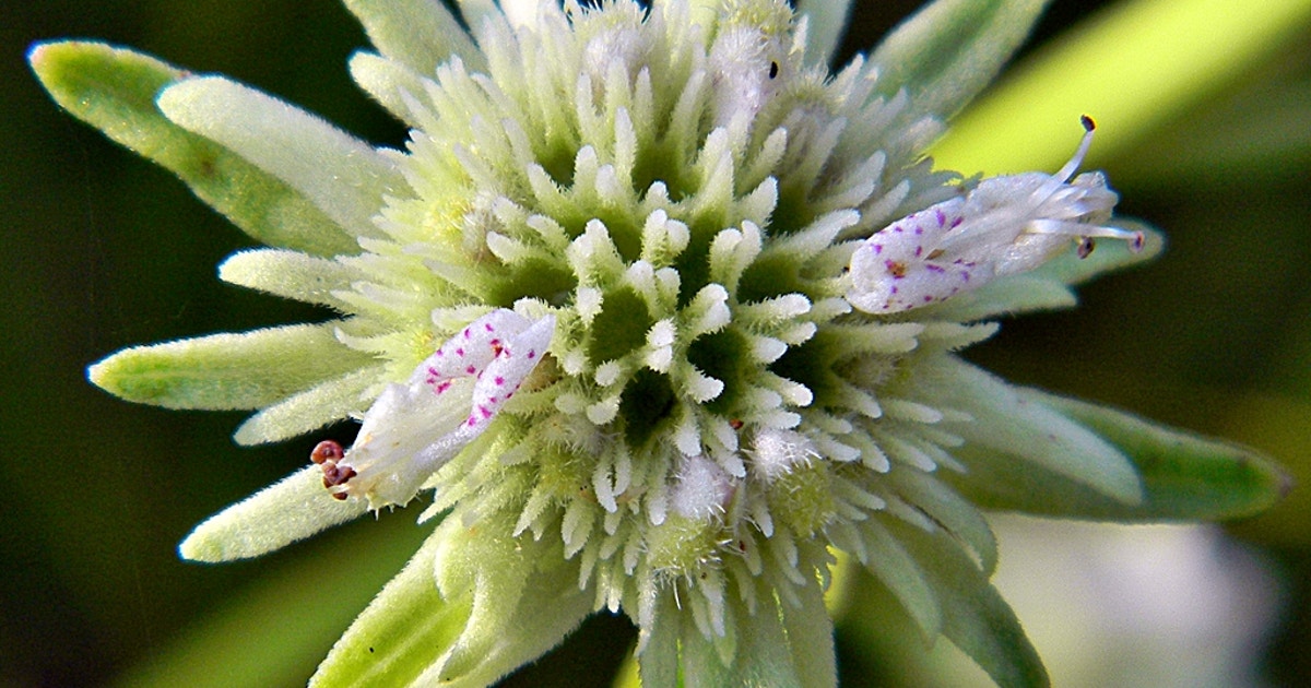Bushmint Clustered Bushmint | Audubon