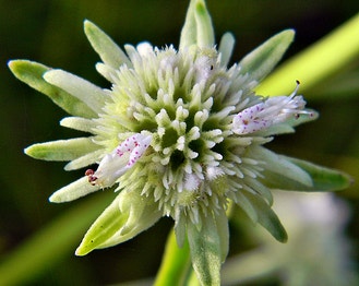 Clustered Bushmint