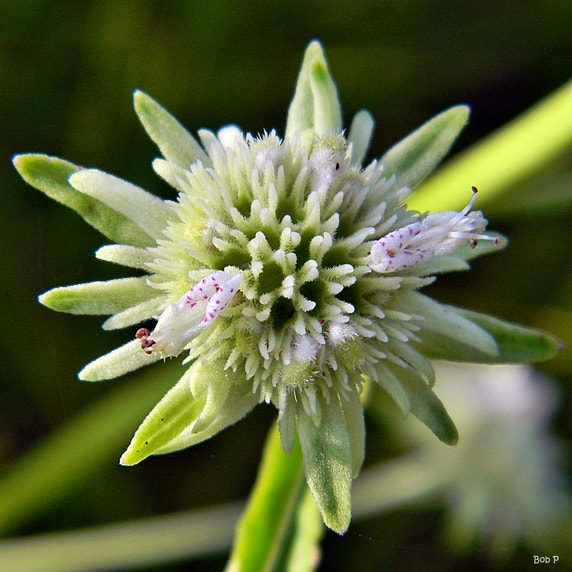 Bushmint Clustered Bushmint | Audubon