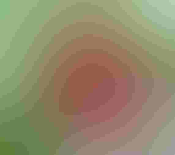 Ilex cassine, Dahoon