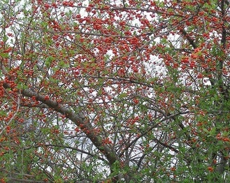 Deciduous Holly