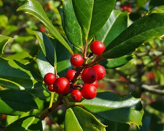American Holly
