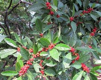Common Winterberry