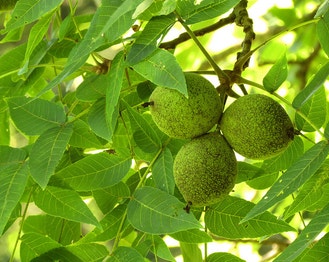 Black Walnut